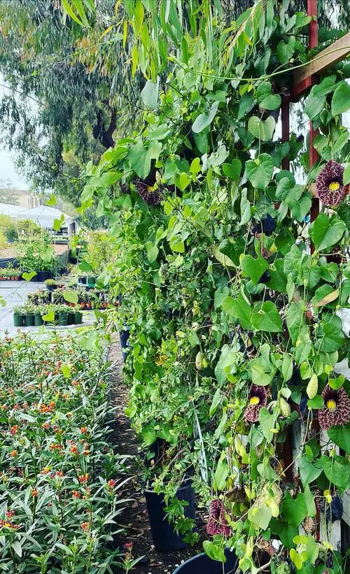 Best Pergola Plants 31