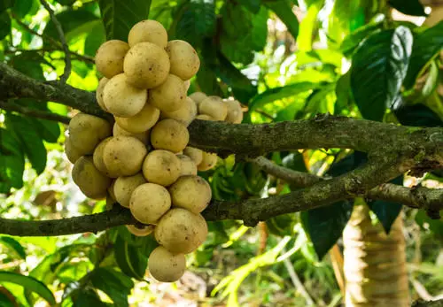 Fruits from All Around the World