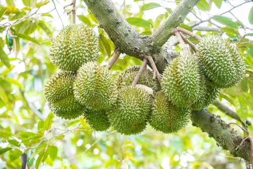 lovly Fruits from All Around the World