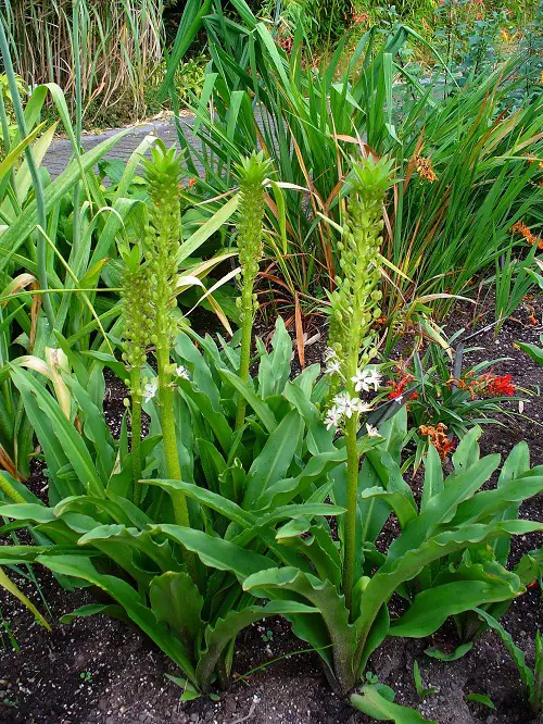 Cold Hardy Tropical Plants in garden 4