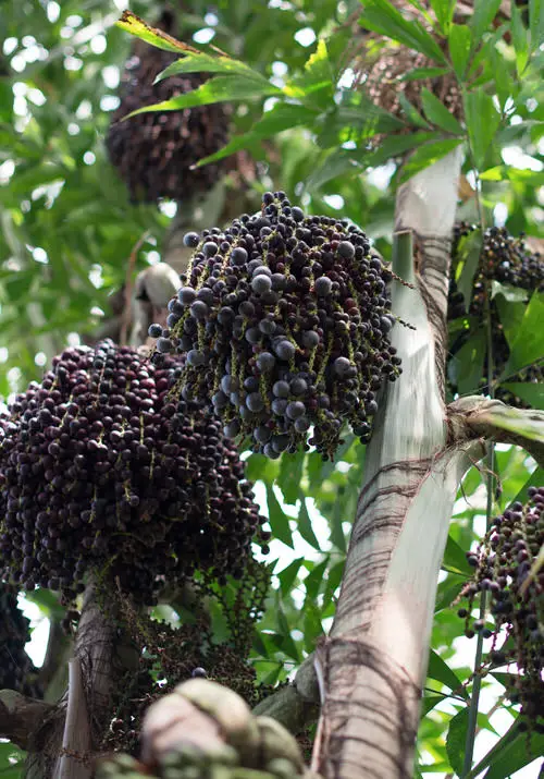 best Exotic Fruits from Around the World