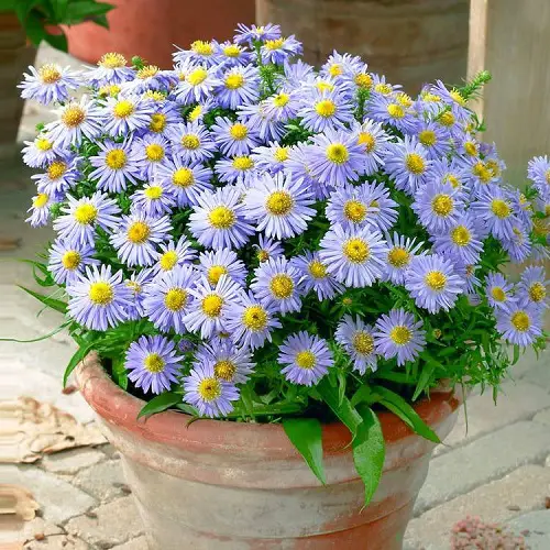 Flowers That Look Like Sunflower 17