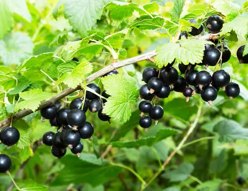 top Fruits from All Around the World