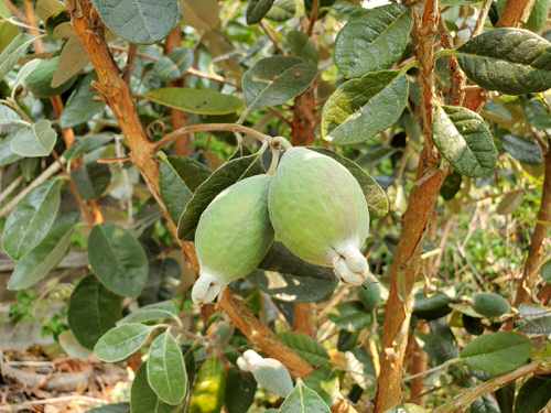 top Unique Fruits from All Around the World