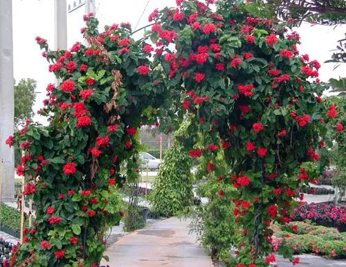 Best Pergola Plants 55