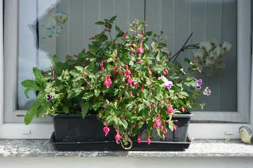 plant you can grow in a small space