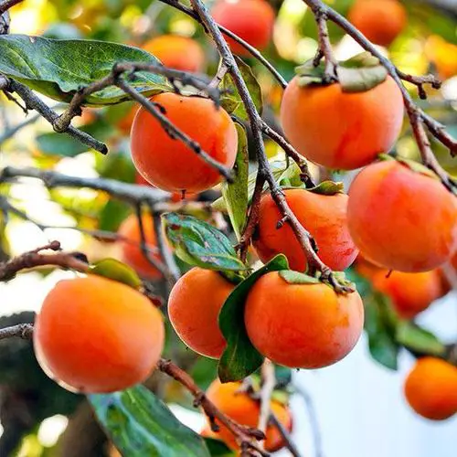 Fruits from All Around the World