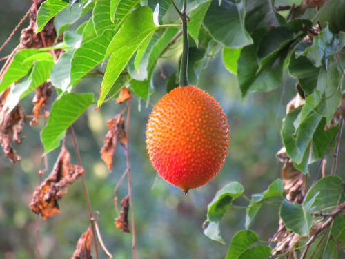 top Fruits from All Around the World