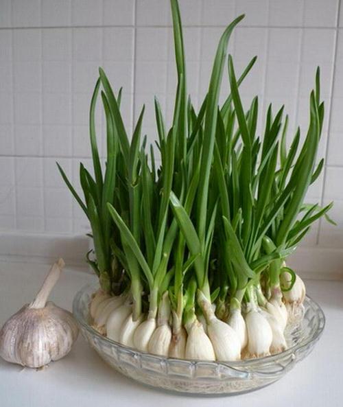 One Vegetable To Have Many 76