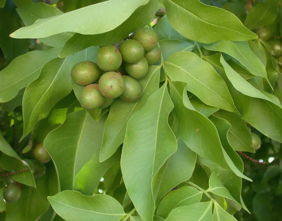 Unique Fruits from Across the Globe