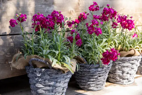 Most Fragrant Flowers According to Gardeners 37