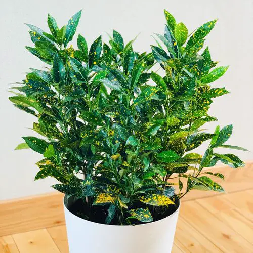 Croton Plant Care Indoors 2