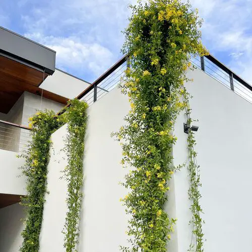 Best Shade Loving Climbers 10