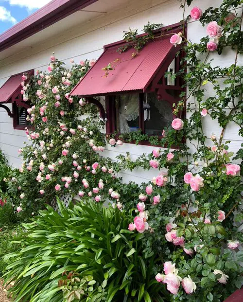 Flowering Vines for Shade #1