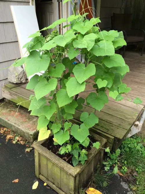 Growing Chayote in Pots