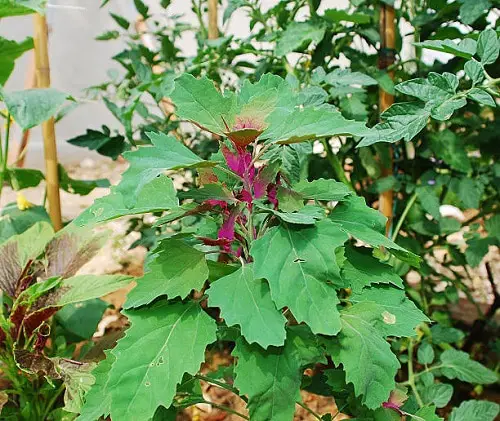 Growing Lamb's Quarters