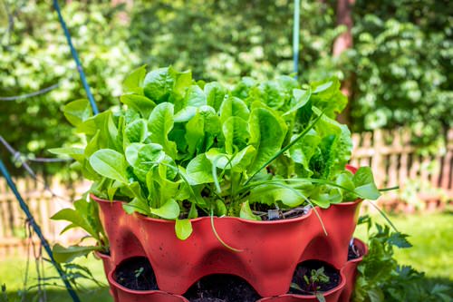 Plants To Grow For An Edible Italian Garden 