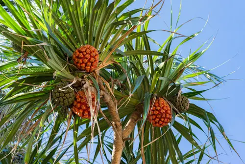 Fruits from Across the Globe