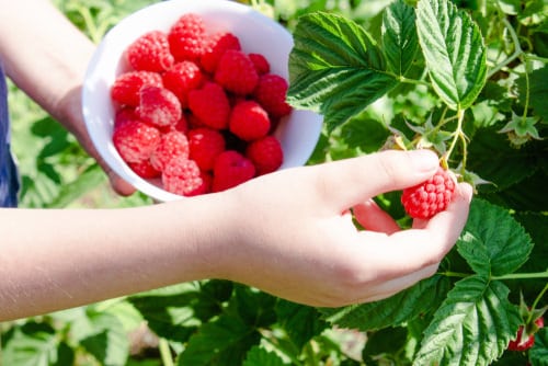 Growing Raspberry in Pots | Raspberry Container Care