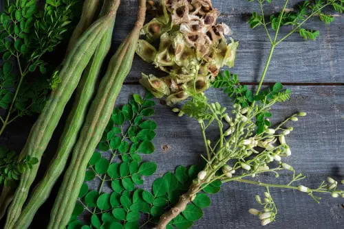 Growing Moringa Tree 4