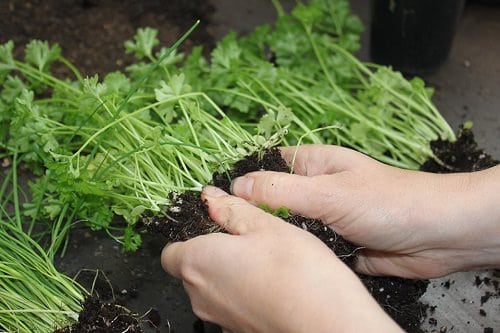 Herbs That Grow From Division