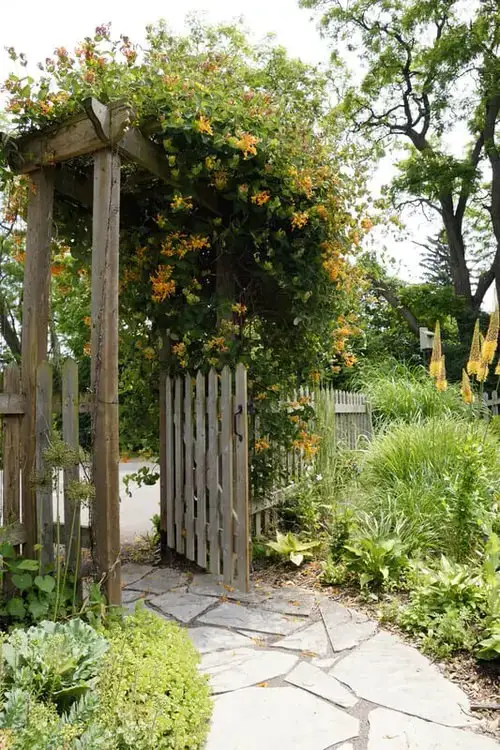 Best Pergola Plants 3