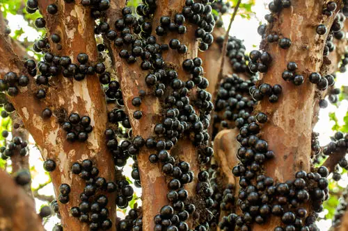 best Wonderful Fruits from All Around the World