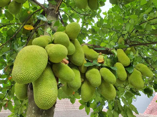 best Wonderful Fruits from All Around the World