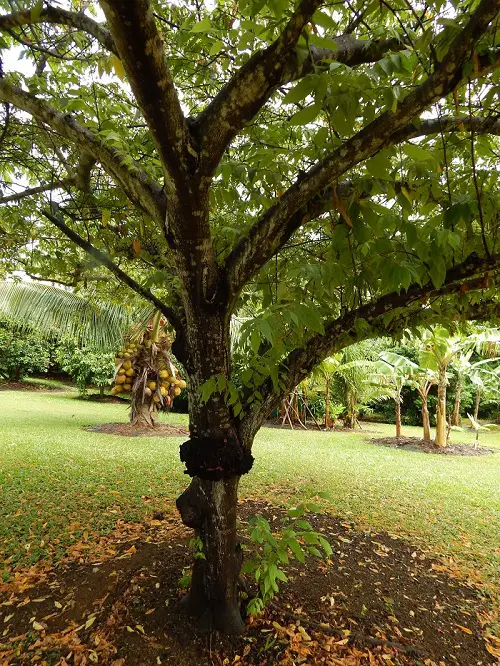 Jamaican Cherry Tree Care 2