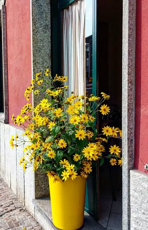 Beautiful Flowers That Remind Me of Sunflowers 18