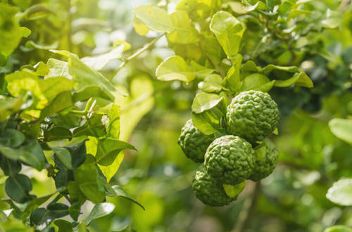 Fruits from All Around the World
