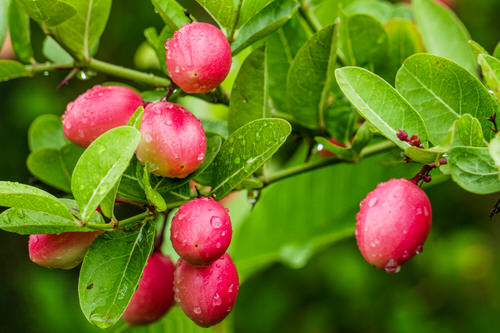 top Wonderful Fruits from All Around the World