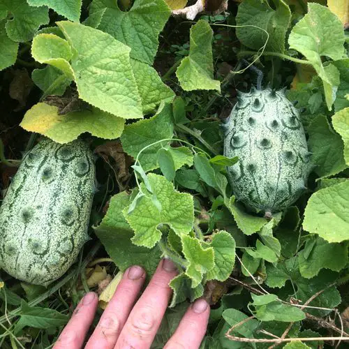 Unique Fruits from Across the World