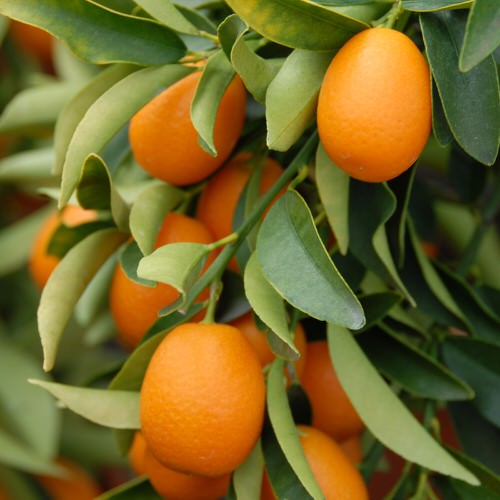best Unique Fruits from Across the World