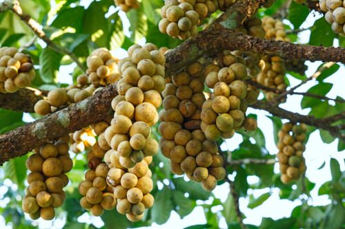 Amazing  Fruits from Across the World