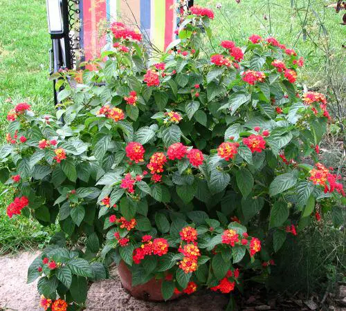 Plants You Can Grow That Resist Deer