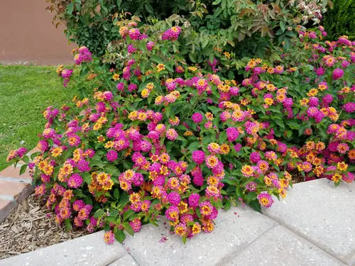 Flowers that Change Colors 4