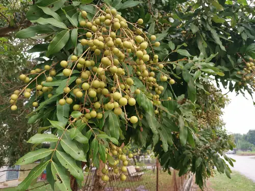 Amazing Fruits from Across the World