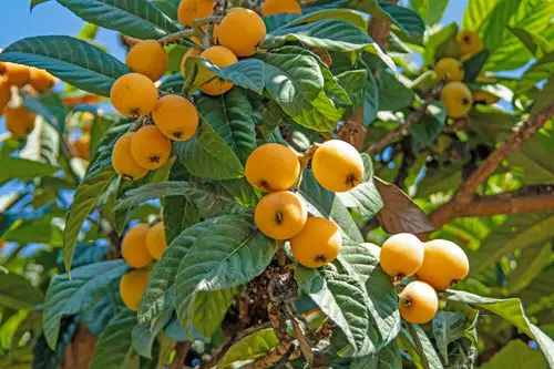 Strange Fruits from Across the Whole World