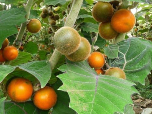 top Strange Fruits from Across the Whole World