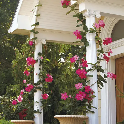 Best Pergola Plants  33