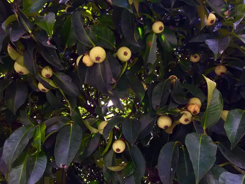 Strange Fruits from Across the Whole World