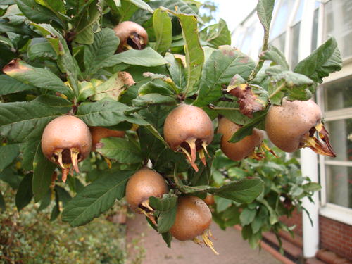 best Unusual Fruits from Across the Whole World
