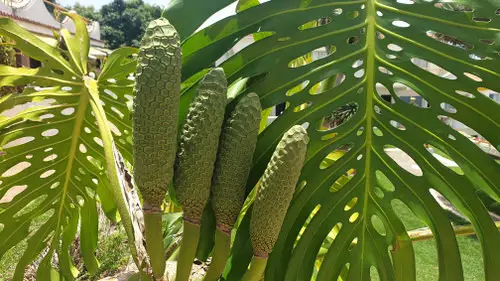 Rare Fruits from Across the Whole World
