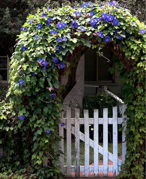 Climbing Plants for Pergolas, Arbors, Arches & Trellises 12