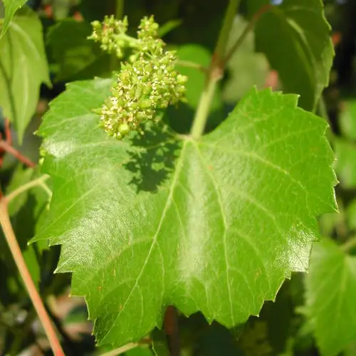 top Rare Fruits from Across the Whole World