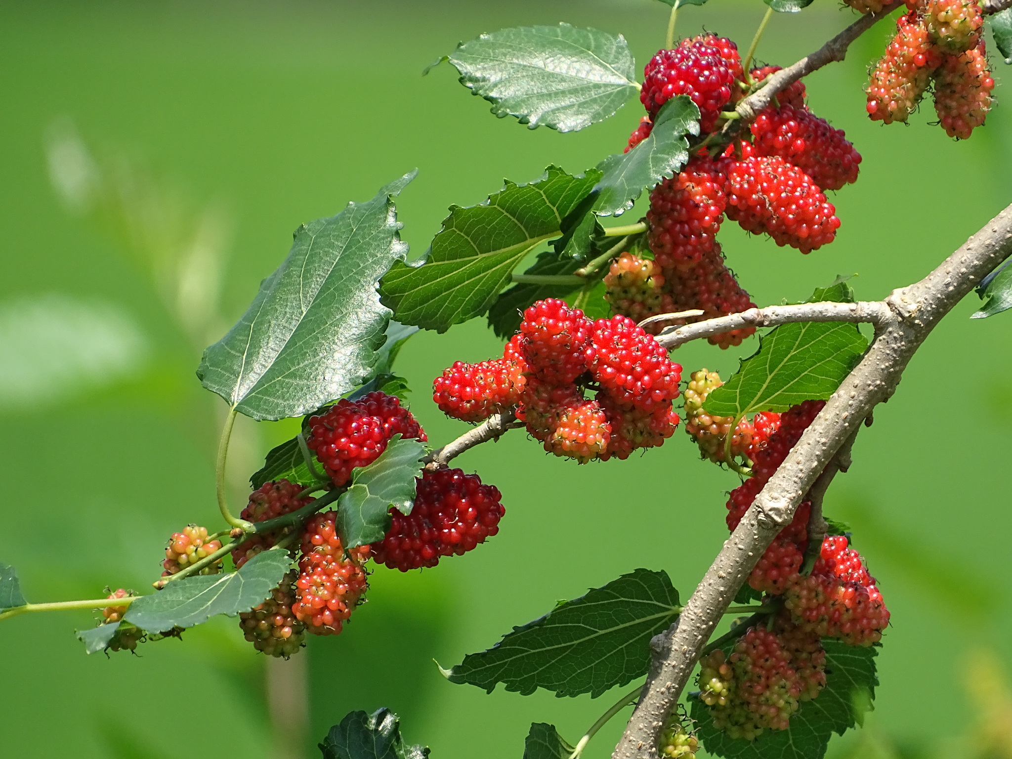 amazing Rare Fruits from Across the Whole World