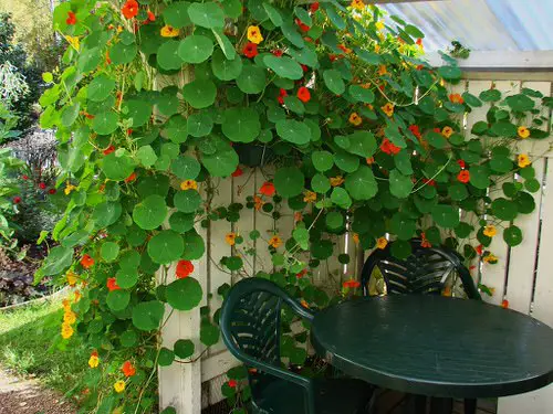 Climbing Plants for Pergolas, Arbors, Arches & Trellises 22