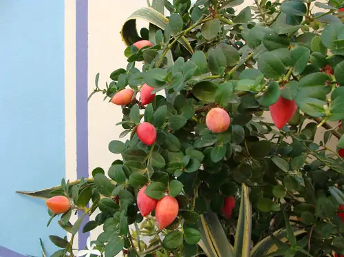 Unique Fruits from All Over the World