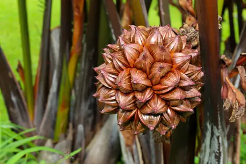 Interesting Fruits from All Over the World